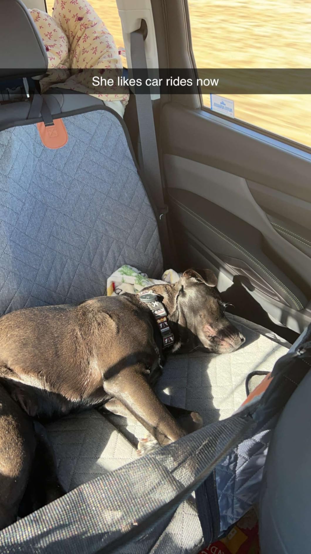 The-Alpaca Dog Seat Cover 4.0